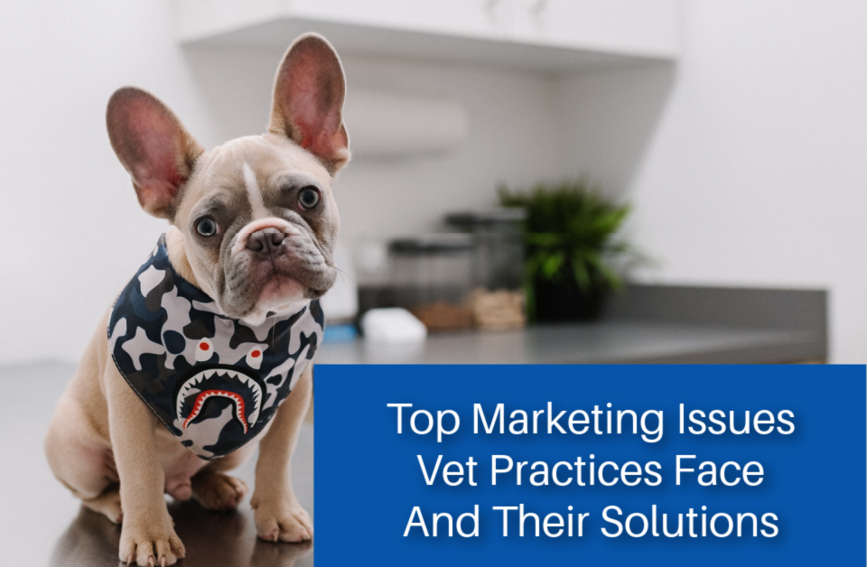 Marketing Issues Vet Practices Face And Their Solutions